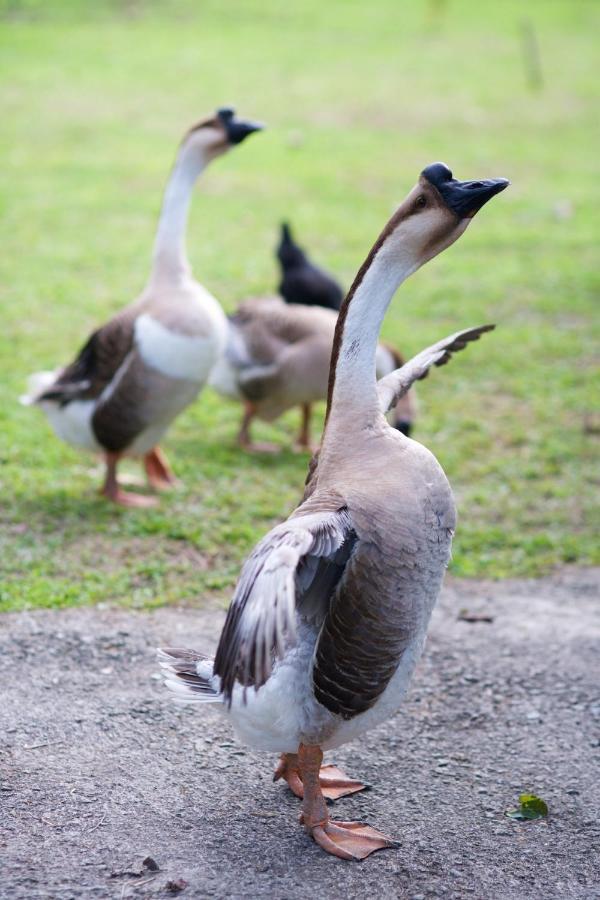 Meihua Lake Leisure Farm Дуншань Экстерьер фото